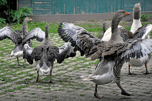 Foto Gänse